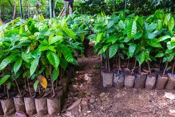 cocoa seedling