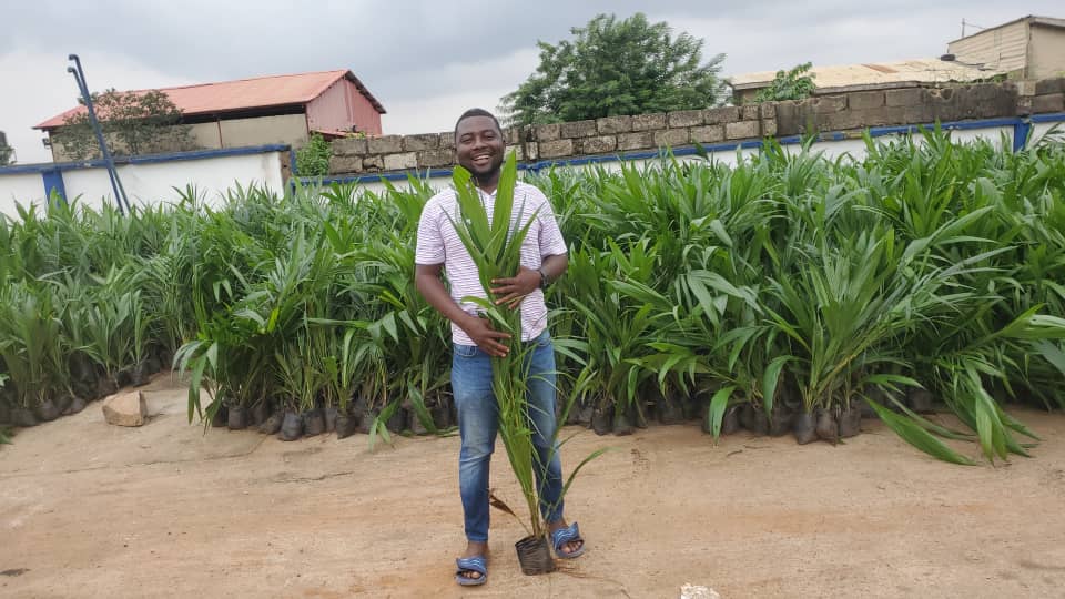 supergene oil palm seedling